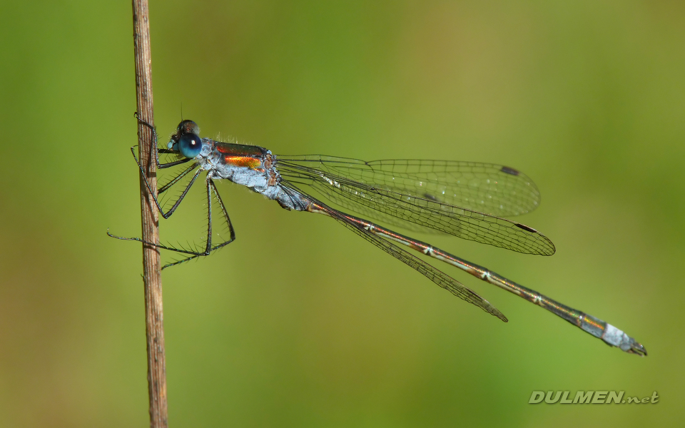 Common Spreadwing (Male, Lestes sponsa)